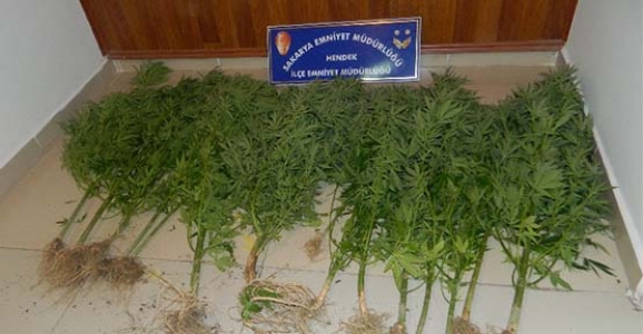 18 KÖK HİNT KENEVİRİ YAKALANDI