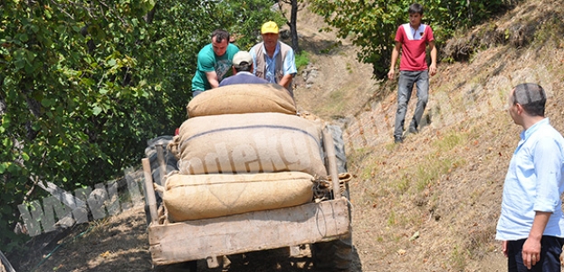 2013 FINDIK ALIMI BAŞLADI