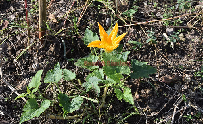 Havalara Aldanan Kabak Çiçek Açtı