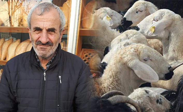 Koyunlarını Bulana Ödül Verecek