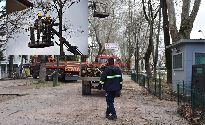 Muammer Sencer Caddesindeki Ağaçlar Budanıyor