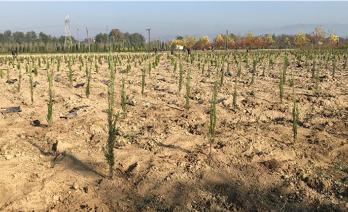 Hendek Bölgenin En Modern Fidanlığı Olacak