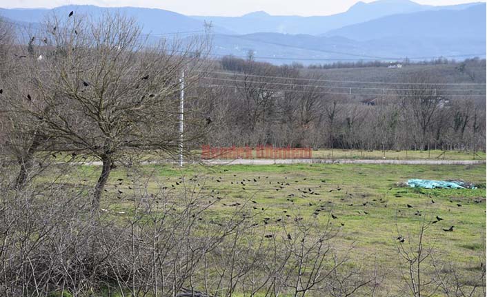 Kargalar Güneşin Tadını Çıkardı