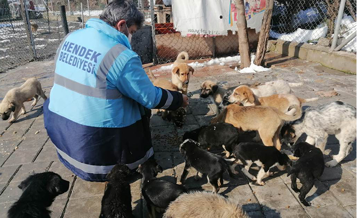 Hendek Belediyesi Can Dostlarını Unutmuyor
