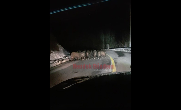 Domuzlar Dikmen Grup Yoluna İndi