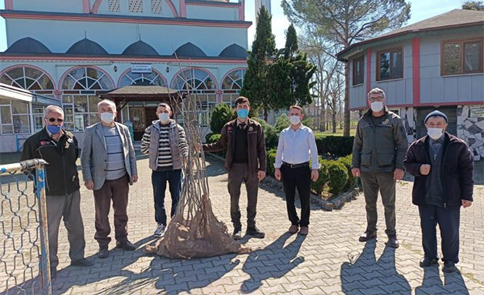 Hendek’te Bedelsiz Fidan Dağıtıldı