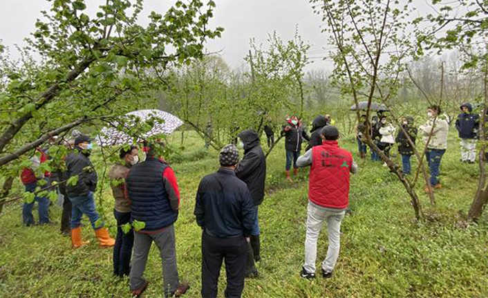 Fındıkta Doğru Tarım Projesi Eğitimleri Tamamlandı