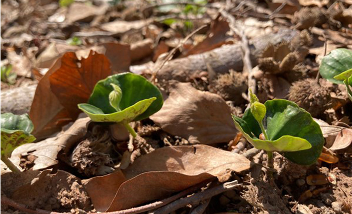 Kayın Gençlikleri Boy Gösterdi