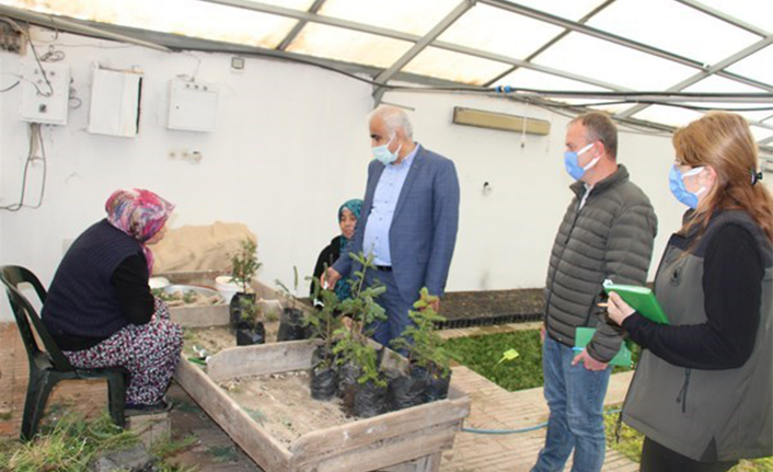 Mevcut Fidan Tür Çeşitliliği Arttırılacak