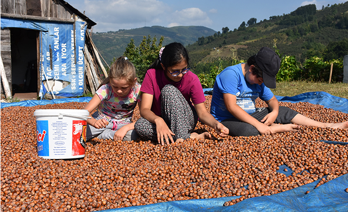 Fındık Destek Ödemeleri Başladı