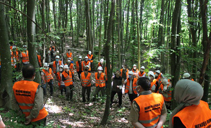 Hedef Bakımlarla Genç Meşçerelerin Stabilitesini Artırmak