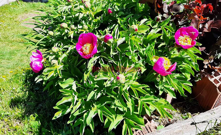 Şakayık Çiçekleri Açtı