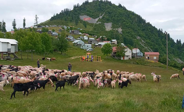 Dikmen’de 114 Yıllık Yayla Yolculuğu