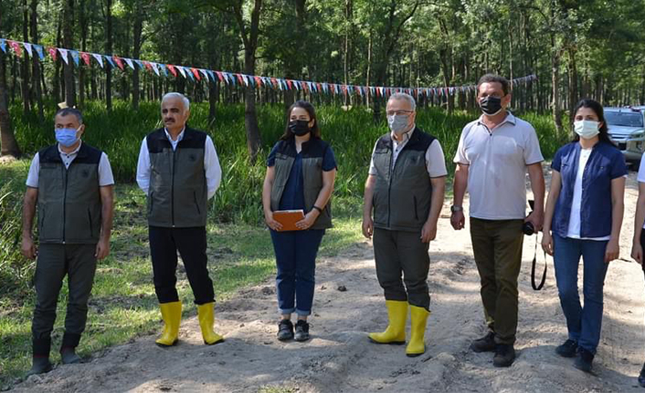 Hendek’te Amerikan Beyaz Kelebeği ile Mücadele