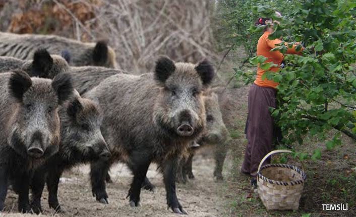 Fındık Toplarken Domuz Saldırdı