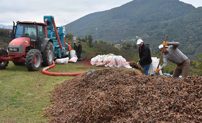 Zirvede Fındık Hasattı Devam Ediyor