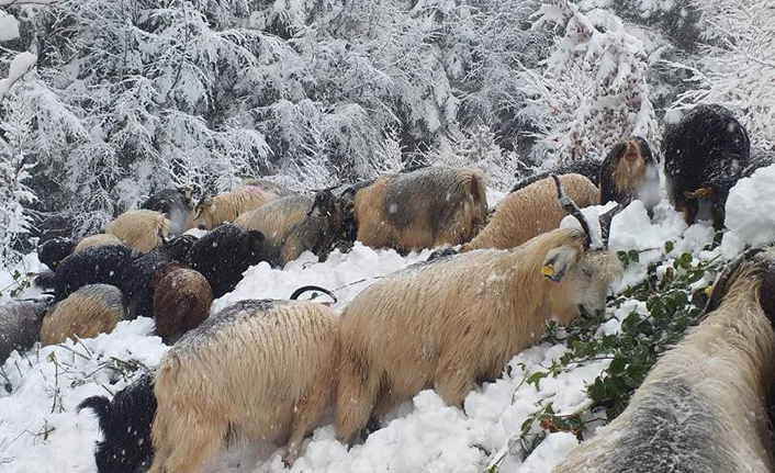 Yükseklerde Kar Yağışı Devam Ediyor
