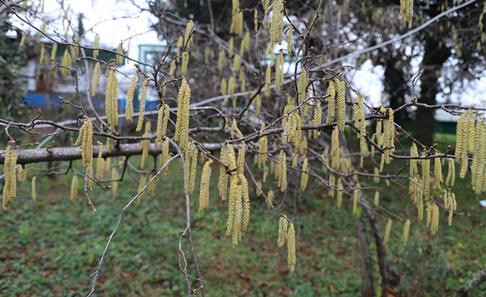 Fiskobirlik: Tarım Sigortası Yaptırın Gelir Kaybı Yaşamayın