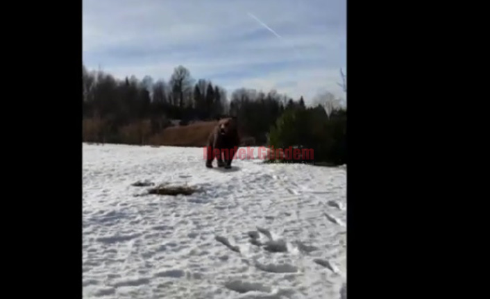 Aç Kalan Ayı Mahalleye İndi