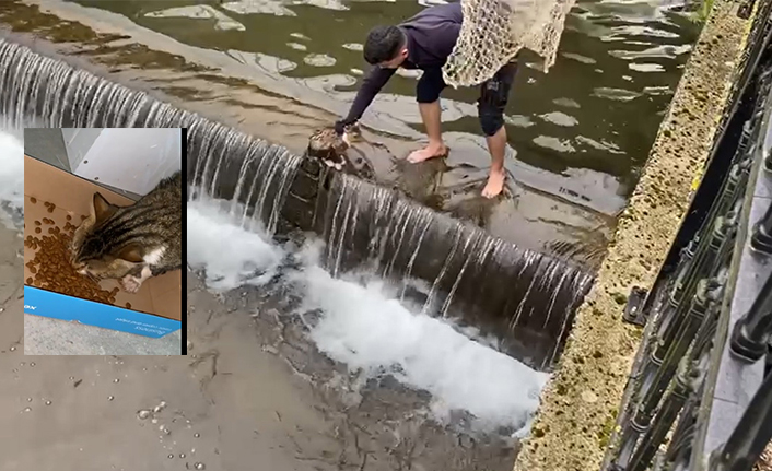 Donmak Üzere Olan Kedi Kurtarıldı