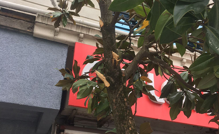 Hendek Belediyesinden Ağaç Uyarısı