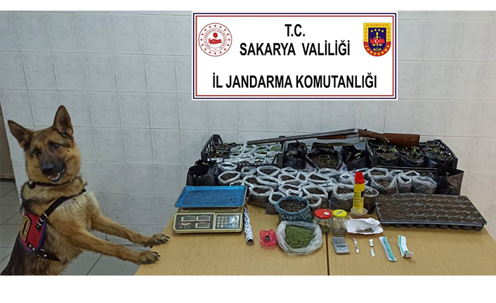 Saksıda kenevir yetiştiren şahsa Jandarma sürprizi!