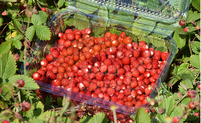 Dağ Çileği Hasadı Gecikmeli Başladı