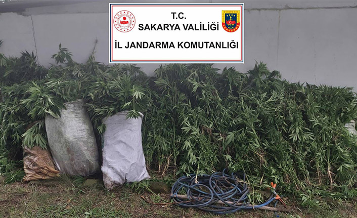 Hendek’te 2789 Kök Hint Keneviri Ele Geçirildi