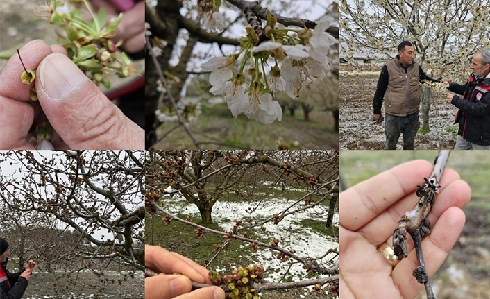 Zirai don mağduru çiftçilere destek müjdesi... 65 ilde 16 ürün için ödemeler başlıyor