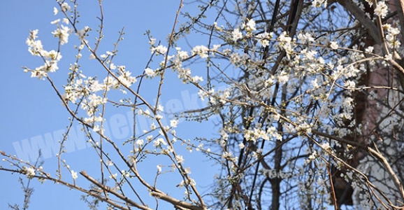 AĞAÇLAR ÇİCEK AÇTI