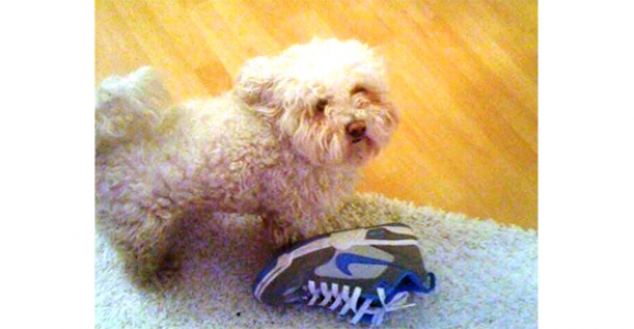 ALTI GÜNDÜR SNOPY ARANIYOR