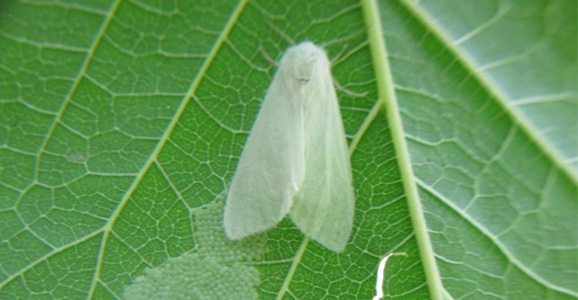 Amerikan Beyaz Kelebeği Uyarısı