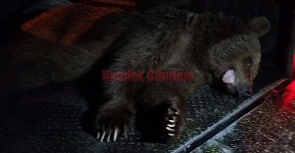 AVCILARA SALDIRAN AYI ÖLDÜRÜLDÜ