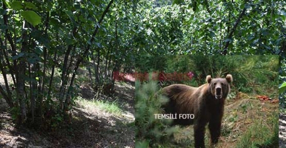 AYI FINDIK BAHÇELERİNDE DOLAŞIYOR