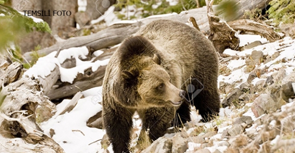 AYI MAHALLE ARASINDA DOLAŞIYOR