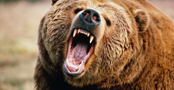 AYI’NIN SALDIRDIĞI ŞAHIS AĞIR YARALANDI