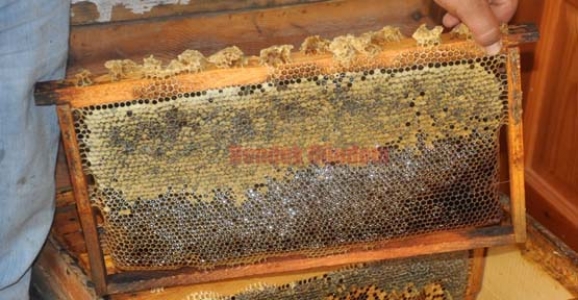 BAL’DA HASAT ZAMANI