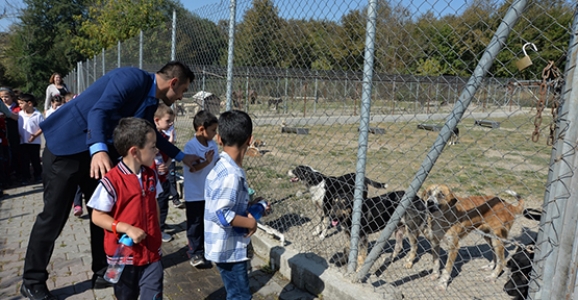 Barınak Doldu Taştı