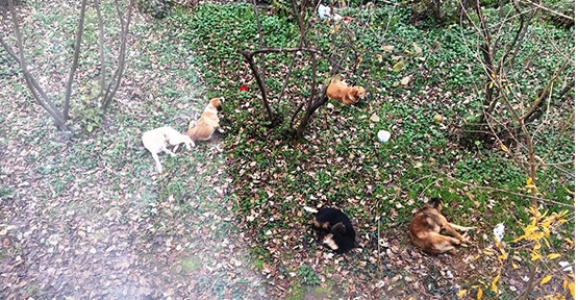 Başıboş Gezen Köpekler Korkutuyor