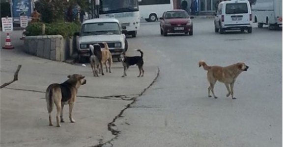 BAŞI BOŞ GEZEN KÖPEKLER VATANDAŞLARI TEDİRGİN EDİYOR