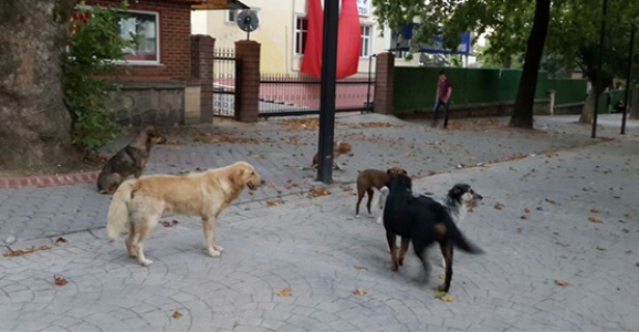 BAŞIBOŞ GEZEN KÖPEKLER KORKUTUYOR