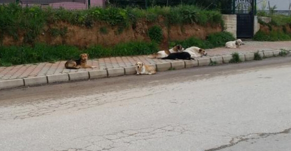 BAŞIBOŞ KÖPEK İSYANI