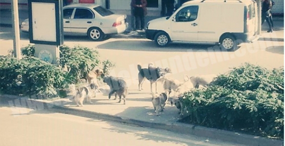 BAŞIBOŞ KÖPEKLER KORKU SAÇIYOR