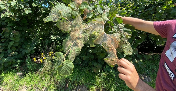 Belediye’den Fındık Üreticilerine Destek