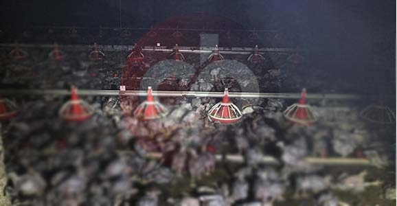 Binlerce Civciv Telef Oldu