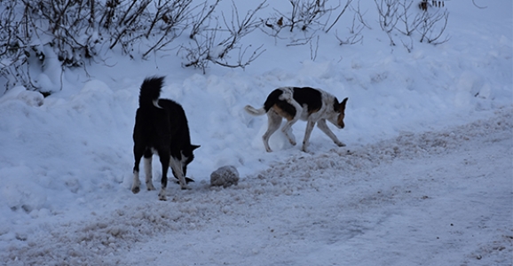 BU ŞİKAYET HAYVANSEVERLERDEN