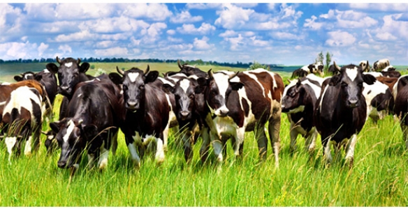 BÜYÜKBAŞ VE KÜÇÜKBAŞ HAYVAN HIRSIZLIĞI