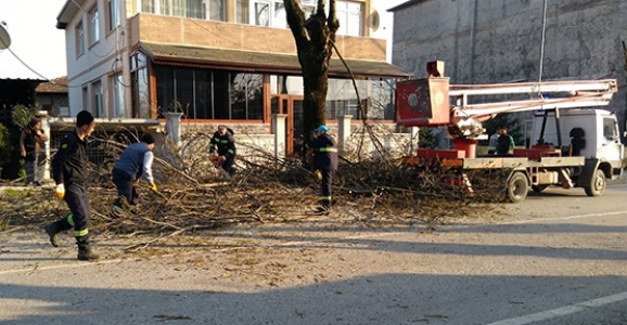 Cadde ve Bulvarlardaki Ağaçlar Budanıyor