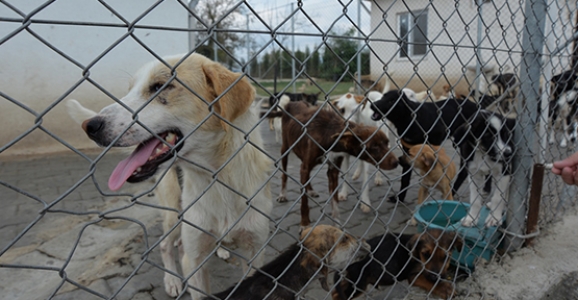 Can Dostlarımıza Konforlu Barınak