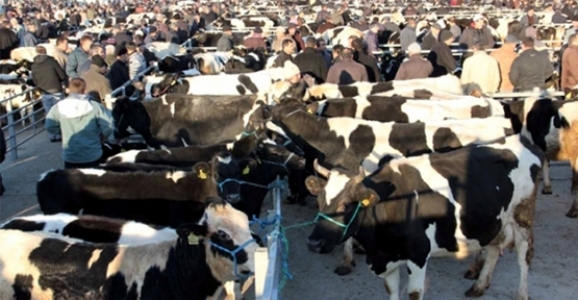 CANLI HAYVAN PAZARI VE MEZBAHANE YERİ BELLİ OLDU